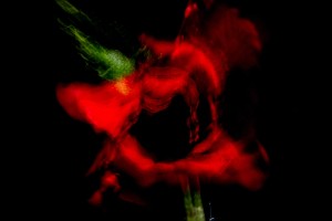 Because I like flowers too